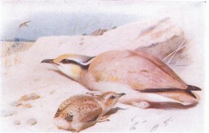 Courser de cor creme, de aves das ilhas britânicas e seus ovos publicado por Frederick Warne & Co Ltd, 1958