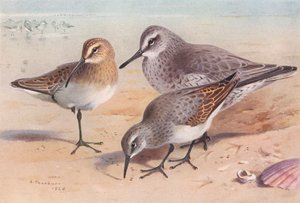 Maçarico-das-areias (imaturo, outono), Maçarico-das-areias (inverno), Pardal-das-areias (inverno) (litografia a cores) de Archibald Thorburn