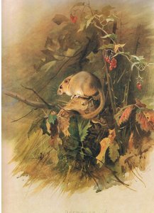 Dormouse, de Thorburns Mammals publicado por Longmans and Co, c. 1920 de Archibald Thorburn