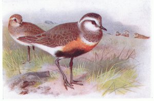 Dotterell, de pássaros das ilhas britânicas e seus ovos publicados por Frederick Warne & Co Ltd, 1958