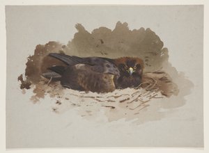 Eagle on nest, c.1915 (aquarela e cor de corpo sobre lápis sobre papel) de Archibald Thorburn
