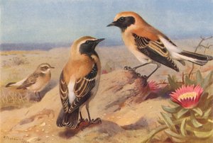 Chasco-de-bico-vermelho (fêmea), Chasco-de-bico-preto, Chasco-do-deserto (litografia a cores) de Archibald Thorburn