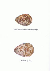 Ovos: Falaropo de pescoço vermelho e Dunlin, de pássaros das Ilhas Britânicas e seus ovos publicados por Frederick Warne & Co Ltd, 1958 de Archibald Thorburn