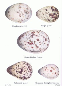 Ovos: Galinhola; Narceja, Maçarico de Pedra, Redshank, Maçarico Comum, de Pássaros das Ilhas Britânicas e Seus Ovos publicado por Frederick Warne & Co Ltd, 1958 de Archibald Thorburn