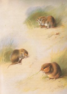 Ratazana do campo, Ratazana do banco e Ratazana de Orkney, de Thorburns Mammals publicado por Longmans e Co, c. 1920 de Archibald Thorburn