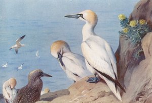 Alcatrazes (adultos e imaturos) (litografia a cores) de Archibald Thorburn
