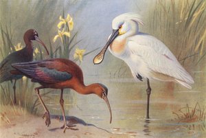 Íbis-brancos (adultos e imaturos), Colhereiro (litografia a cores) de Archibald Thorburn
