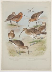 Godwits e caracóis, c.1915 (aguarela e cor de corpo sobre lápis a bordo) de Archibald Thorburn