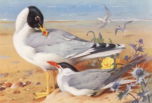Gaivota-de-cabeça-preta, Garajau-do-cáspio (litografia a cores) de Archibald Thorburn