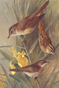Toutinegra-de-barrete, toutinegra aquática, toutinegra-dos-prados (litografia a cores) de Archibald Thorburn