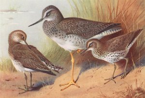 Pato-de-bico-amarelo, maçarico-solitário, maçarico-de-bico-amarelo (litografia a cores) de Archibald Thorburn