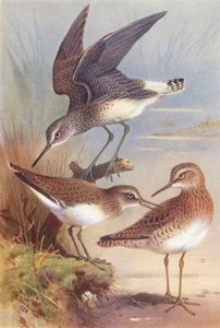 Pilrito-verde, pilrito-comum, pilrito-da-madeira (litografia a cores) de Archibald Thorburn