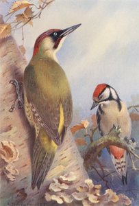 Pica-pau-verde, Pica-pau-malhado (imaturo) (litografia a cores) de Archibald Thorburn