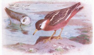 Falaropo cinzento (verão e outono), das aves das ilhas britânicas e seus ovos publicado por Frederick Warne & Co Ltd, 1958