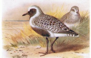 Plover cinza, de aves das ilhas britânicas e seus ovos publicado por Frederick Warne & Co Ltd, 1958