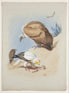 Griffin abutre egípcio, c.1915 (aquarela e cor de corpo sobre lápis sobre papel) de Archibald Thorburn
