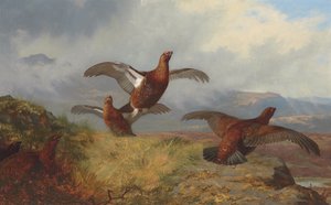 Tetraz em vôo de Archibald Thorburn