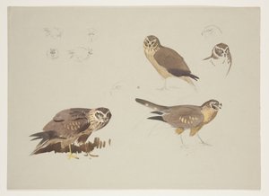 Harrier and ruff, c.1915 (aguarela e cor de corpo sobre lápis sobre papel) de Archibald Thorburn