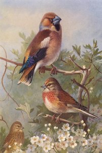 Pintassilgo, Pintarroxo (macho e fêmea) (litografia a cores) de Archibald Thorburn