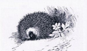 Hedgehog, Nature in Britain publicado por Collins, 1946 de Archibald Thorburn