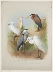Garças e garça, c.1915 (aguarela e cor de corpo sobre lápis a bordo) de Archibald Thorburn