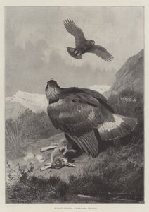 Caçadores das Terras Altas de Archibald Thorburn