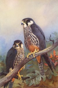 Hobby (masculino e feminino) (litografia a cores) de Archibald Thorburn