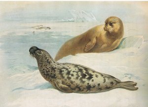 Selo com Capuz e Selo de Barba, de Thorburns Mammals publicado por Longmans and Co, c. 1920 de Archibald Thorburn