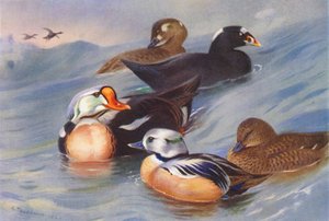 Edredão-real, pato-mergulhão (macho e fêmea), edredão-de-Steller (macho e fêmea) (litografia a cores) de Archibald Thorburn