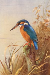 Martim-pescador (litografia a cores) de Archibald Thorburn