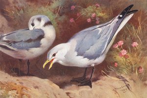 Gaivota-de-bico-vermelho (adulto e jovem) (litografia a cores) de Archibald Thorburn