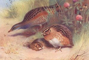 Carapau, codorniz (macho e fêmea) (litografia a cores) de Archibald Thorburn