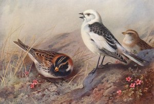 Bufo da Lapónia, Bufo da neve (verão) (macho e fêmea) (litografia a cores) de Archibald Thorburn
