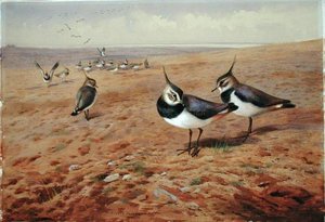 Lapas na Arara de Archibald Thorburn