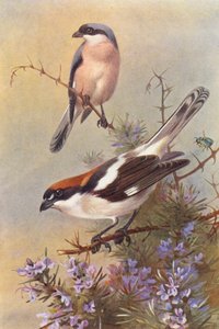 Picanço-cinzento-pequeno, picanço-da-madeira (litografia a cores) de Archibald Thorburn