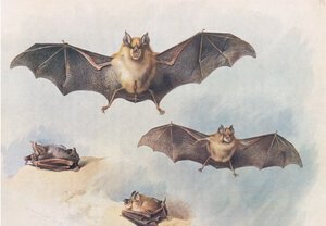 Morcego Ferradura Menor e Maior Morcego Ferradura, de Thorburns Mammals publicado por Longmans and Co, c. 1920 de Archibald Thorburn