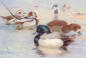 Pato de cauda comprida (macho e fêmea), pato de cauda comprida (macho e fêmea) (litografia a cores) de Archibald Thorburn