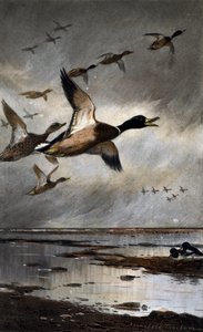 Mallards em voo de Archibald Thorburn