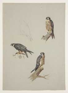 Merlin macho, c.1915 (aquarela e cor de corpo sobre lápis sobre papel) de Archibald Thorburn