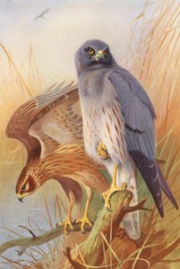 Tartaranhão-caçador (macho e fêmea) (litografia a cores) de Archibald Thorburn