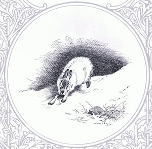 Mountain Hare, pub. por Book Club Associates de Archibald Thorburn