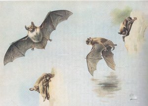 Natterers Bat e Daubentons Bat, da Thorburns Mammals, publicado por Longmans and Co, c. 1920 de Archibald Thorburn