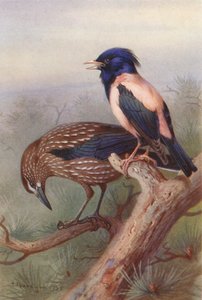 Quebra-nozes, estorninho cor-de-rosa (litografia a cores) de Archibald Thorburn