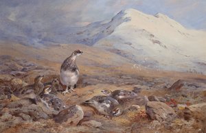 No chão Ptarmigan (aquarela) de Archibald Thorburn