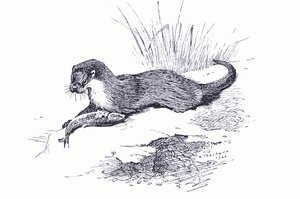 Otter with fish, de Thorburn