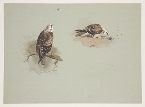 Abutre de mel pálido, c.1915 (aquarela e cor de corpo sobre lápis sobre papel) de Archibald Thorburn