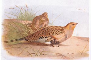 Pallass Sand Grouse, de Aves das Ilhas Britânicas e seus Ovos publicado por Frederick Warne & Co Ltd, 1958