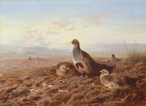 Perdizes entre os restolhos de Archibald Thorburn
