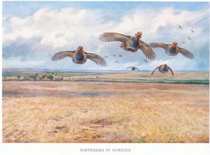 Patridges em Norfolk, 1938 de Archibald Thorburn