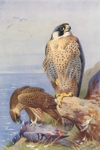 Falcão-peregrino (litografia a cores) de Archibald Thorburn
